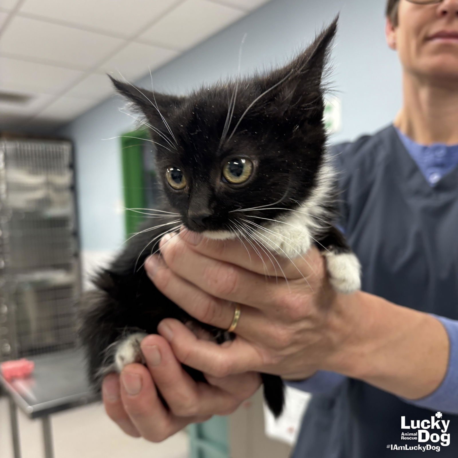 SQUID - Domestic Short Hair available for adoption