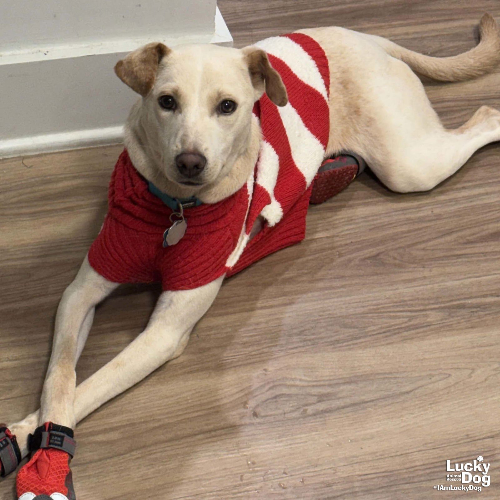 MINI MABEL - Labrador Retriever / Shepherd available for adoption