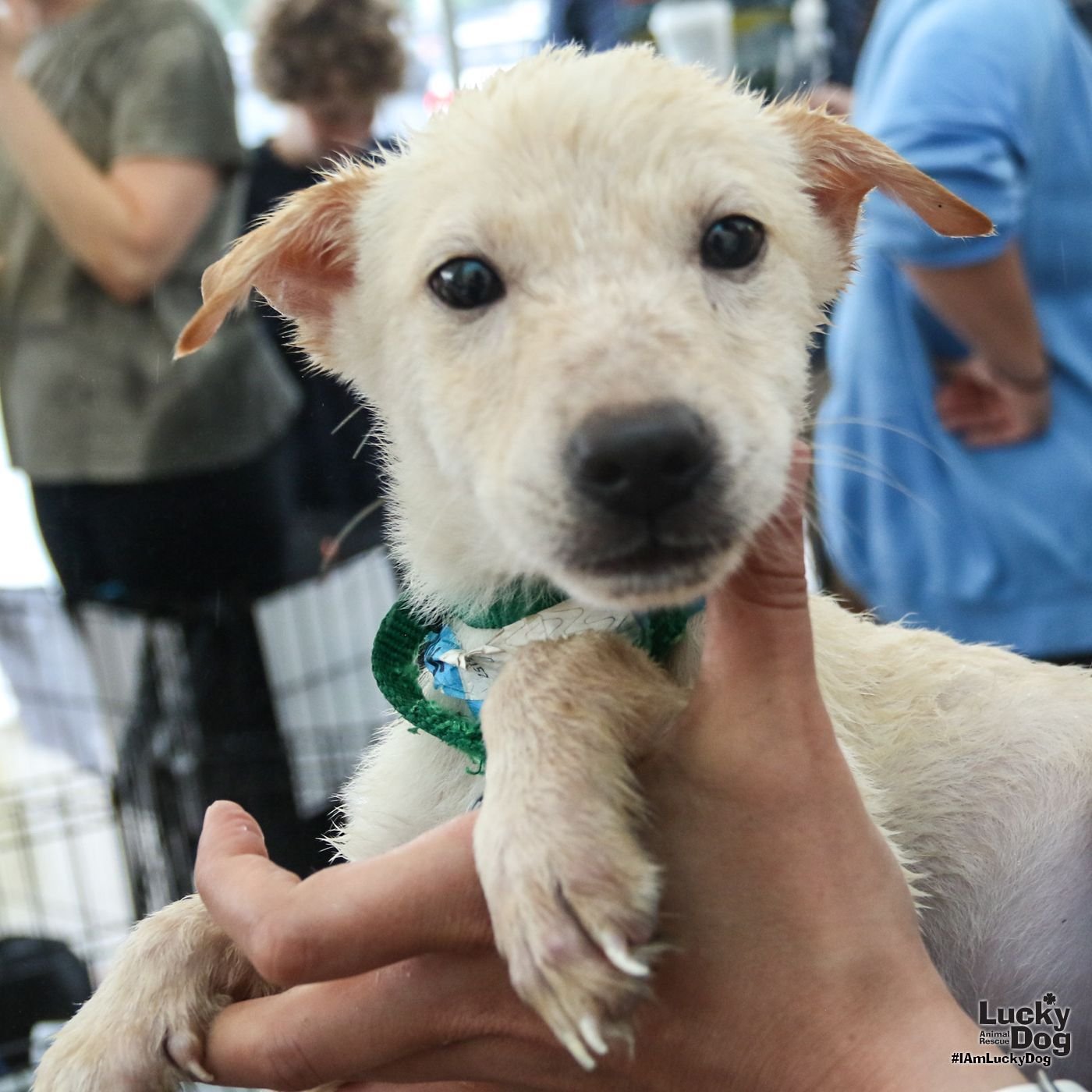 MINI MABEL - Labrador Retriever / Shepherd available for adoption