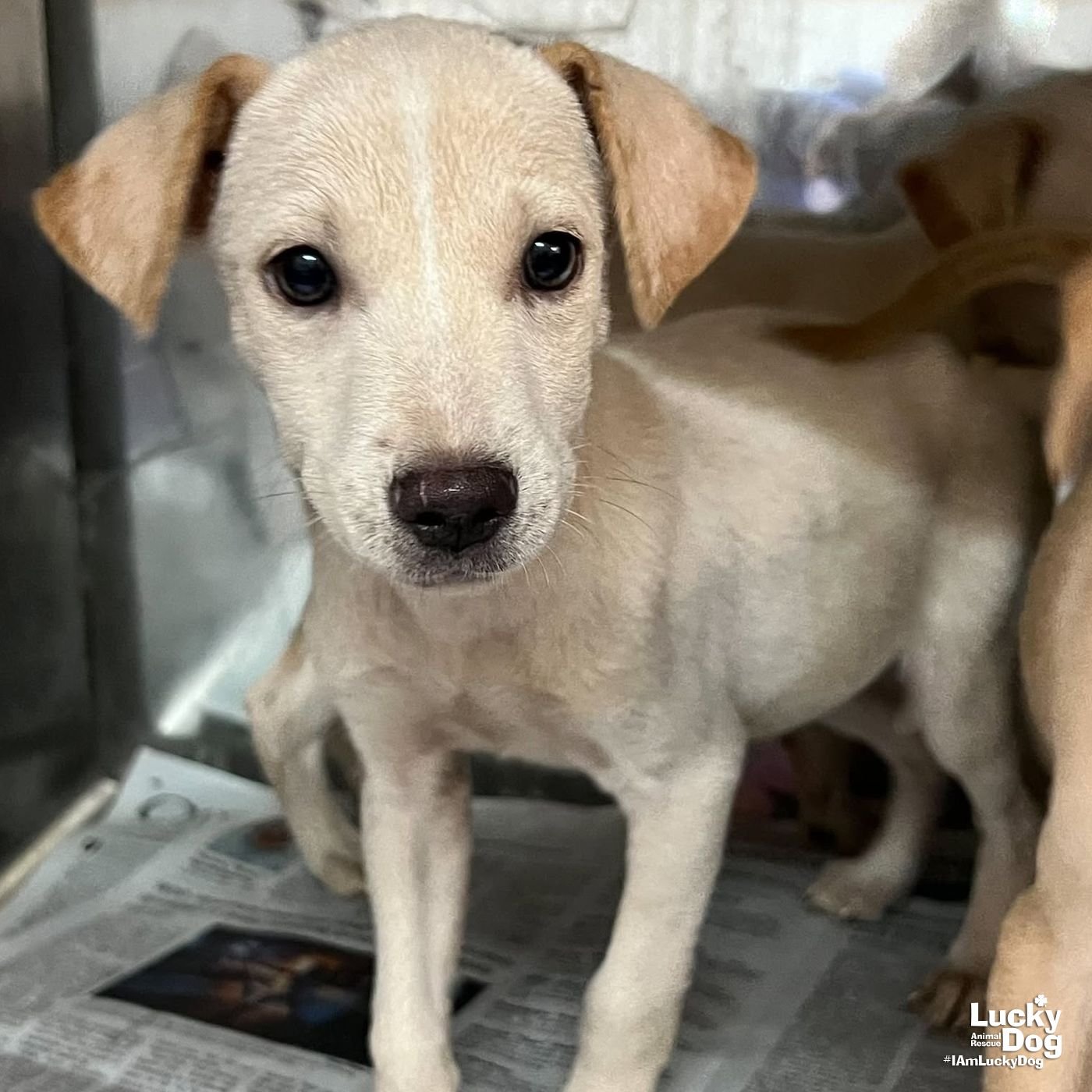 Mini Mabel - Photo 3