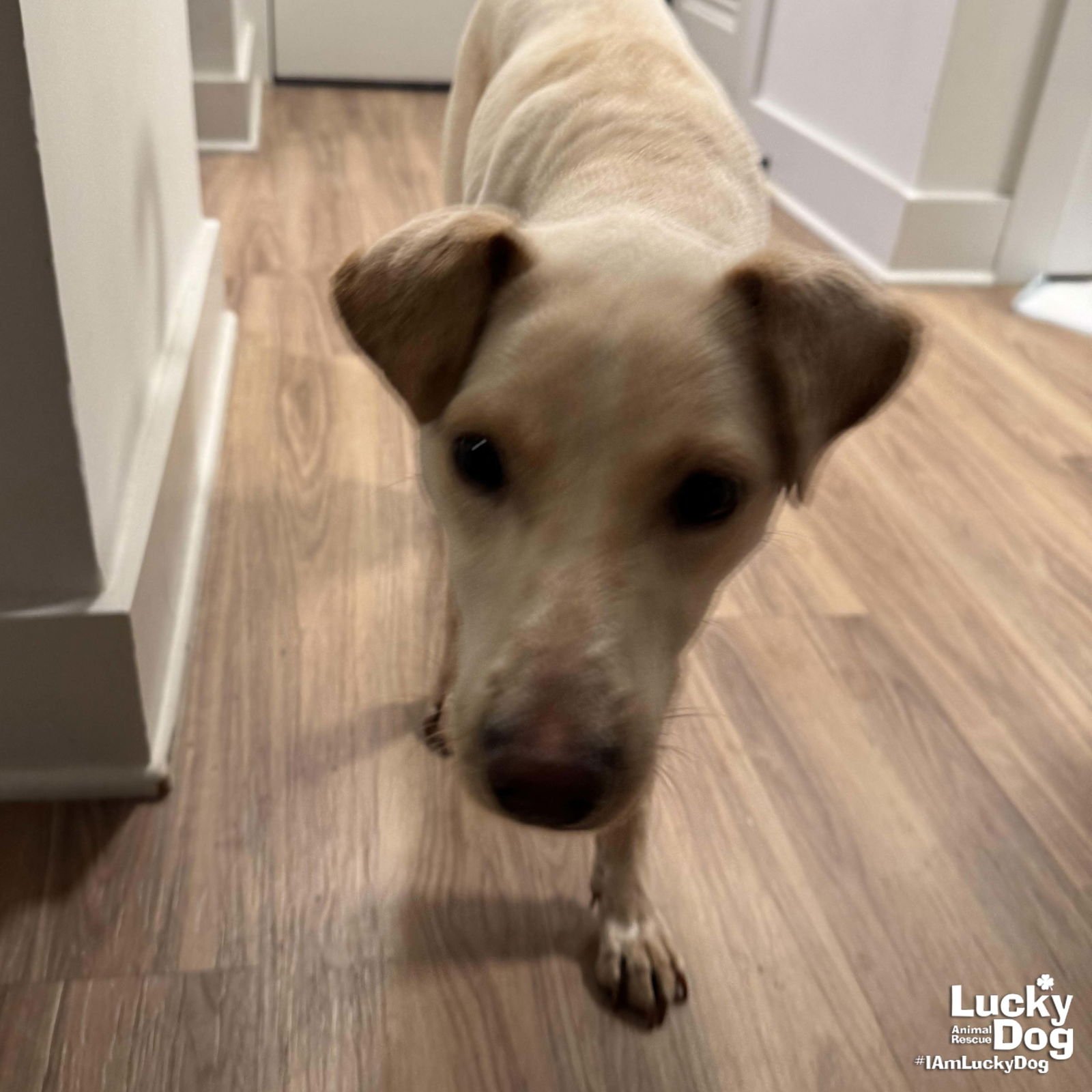 Mini Mabel - Photo 4