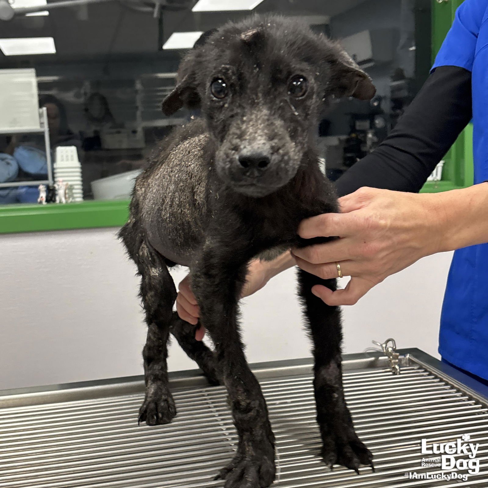 FRUIT BATT - Pomeranian / Terrier available for adoption