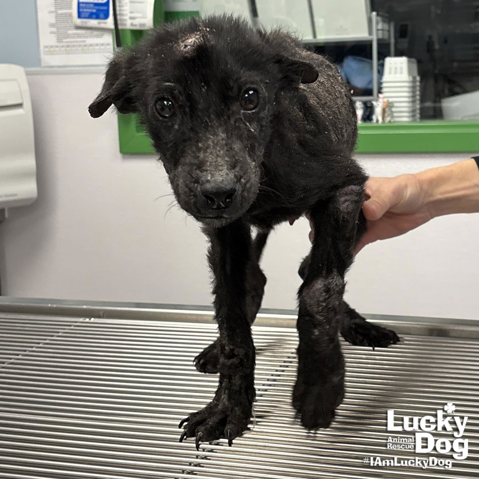 FRUIT BATT - Pomeranian / Terrier available for adoption