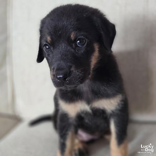CHINA - Labrador Retriever available for adoption
