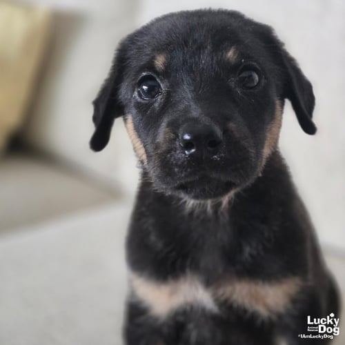 CHINA - Labrador Retriever available for adoption