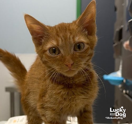 DWIGHT - Domestic Medium Hair available for adoption