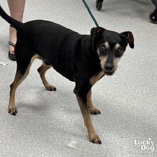 BOGART - Miniature Pinscher available for adoption