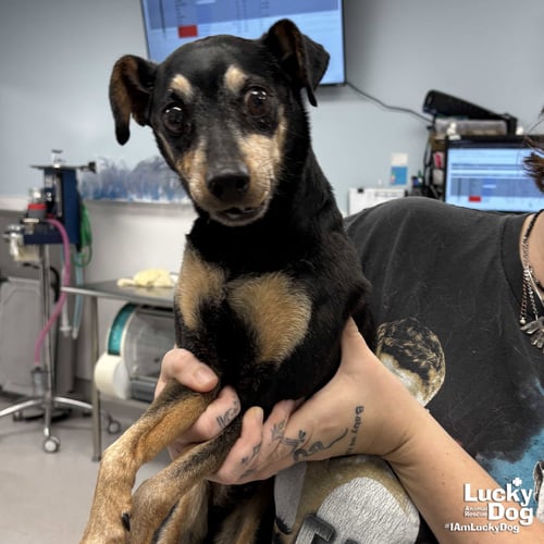 BOGART - Miniature Pinscher available for adoption