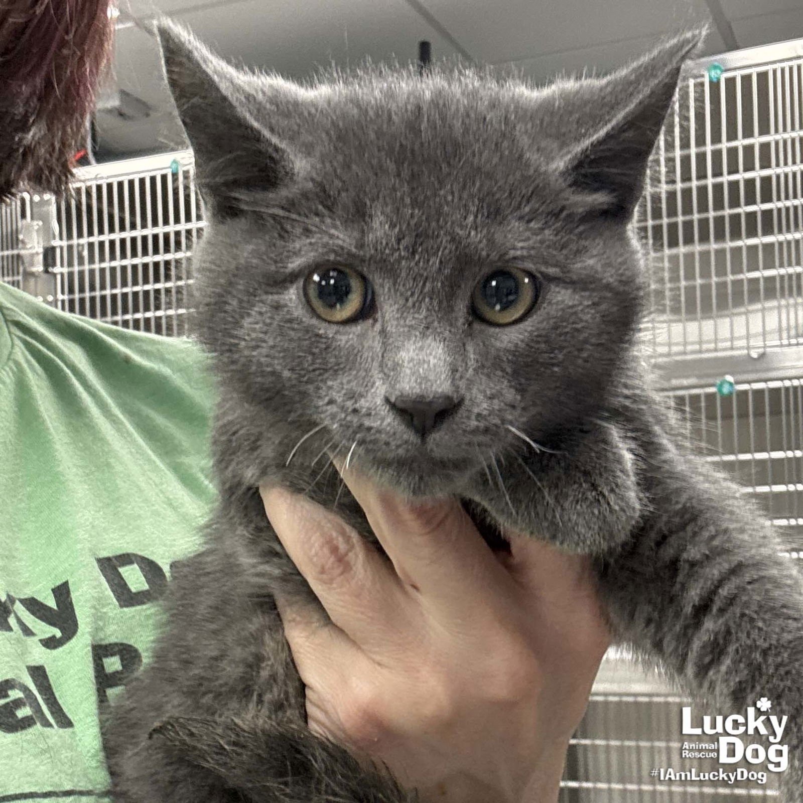 BRAWNY - Domestic Short Hair available for adoption