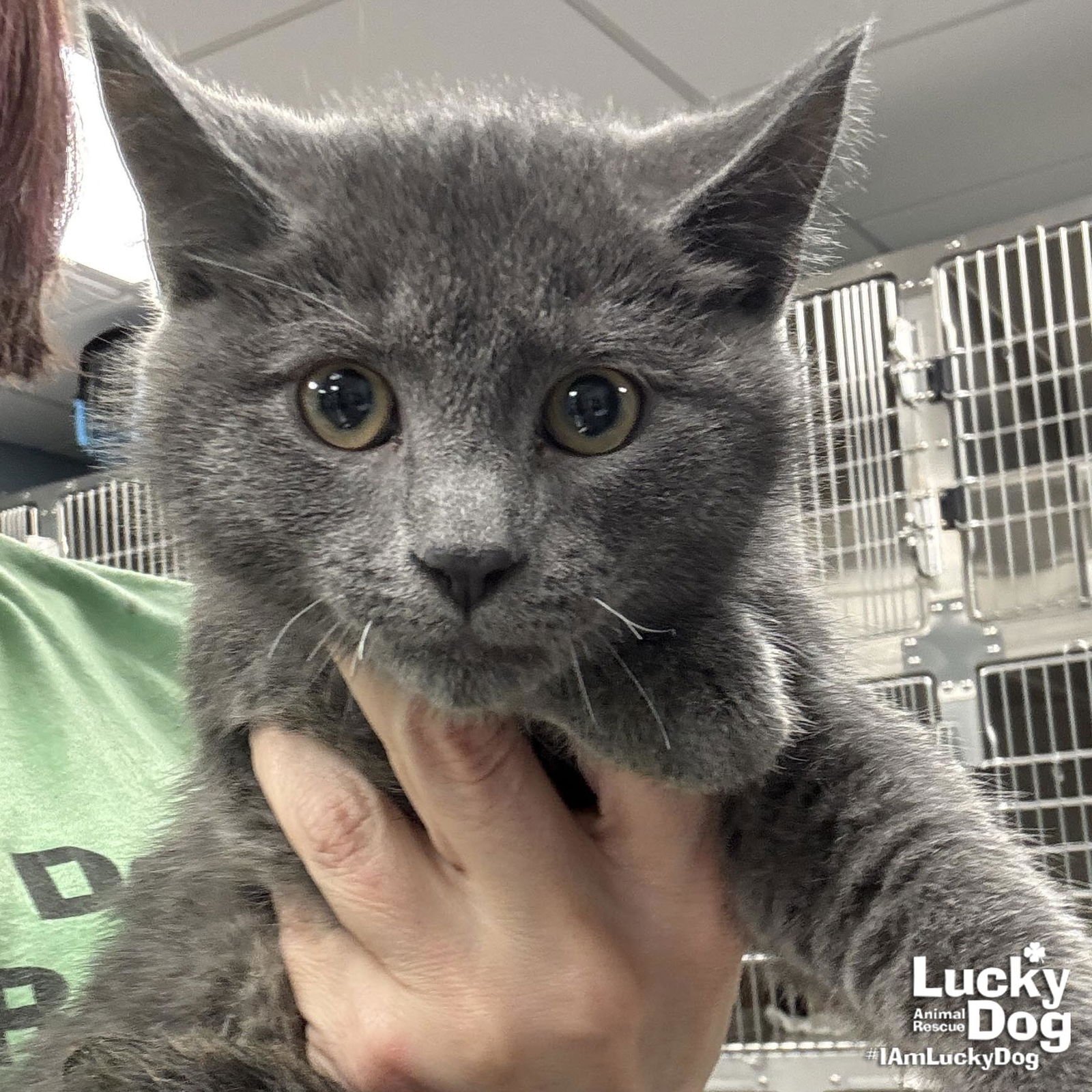 BRAWNY - Domestic Short Hair available for adoption