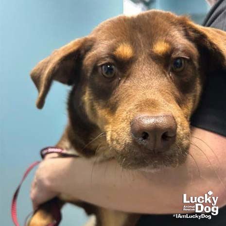 EMMY - Beagle / Shepherd available for adoption