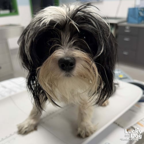 PARSON - Shih Tzu available for adoption