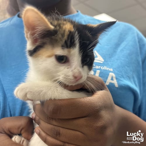 JOSIE - Domestic Short Hair available for adoption