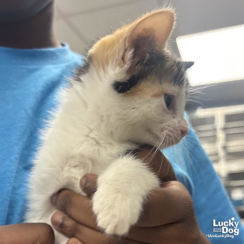 JOSIE - Domestic Short Hair available for adoption