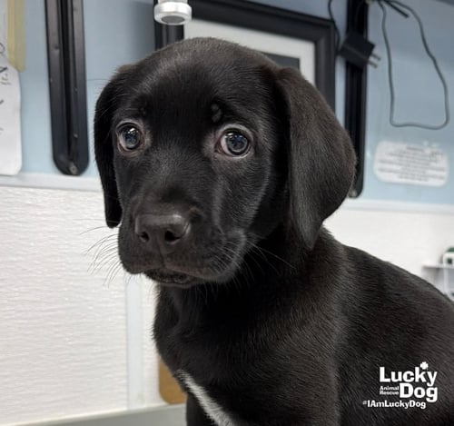 ST. MARTIN - Labrador Retriever available for adoption