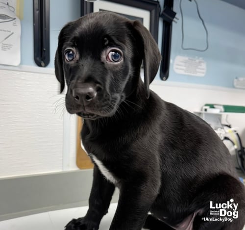 ST. MARTIN - Labrador Retriever available for adoption