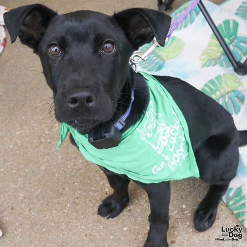 NOAH - Labrador Retriever available for adoption