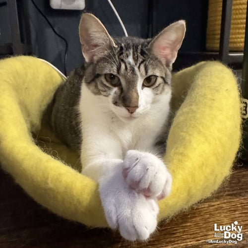 PARSON - Domestic Short Hair available for adoption