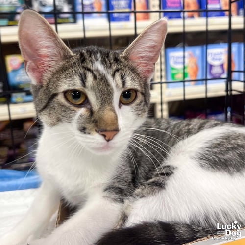 PARSON - Domestic Short Hair available for adoption