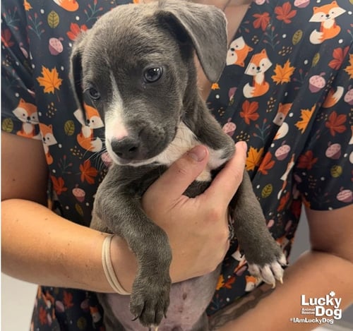 MOXLEY - Labrador Retriever / Terrier available for adoption