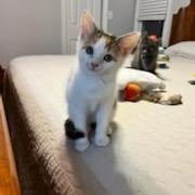 CHUDLEIGH - Domestic Medium Hair available for adoption