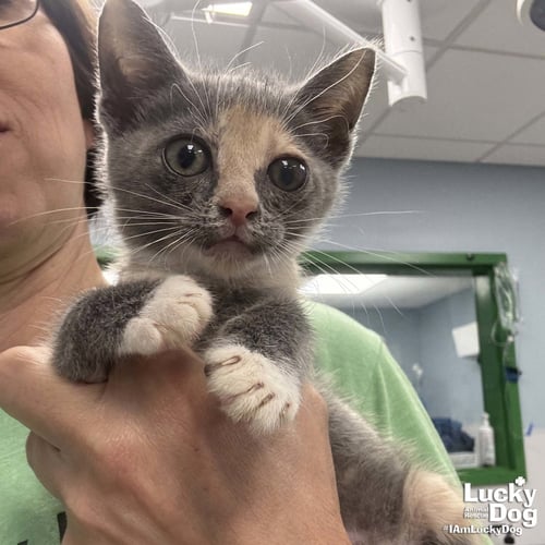 MERCY - Domestic Short Hair available for adoption