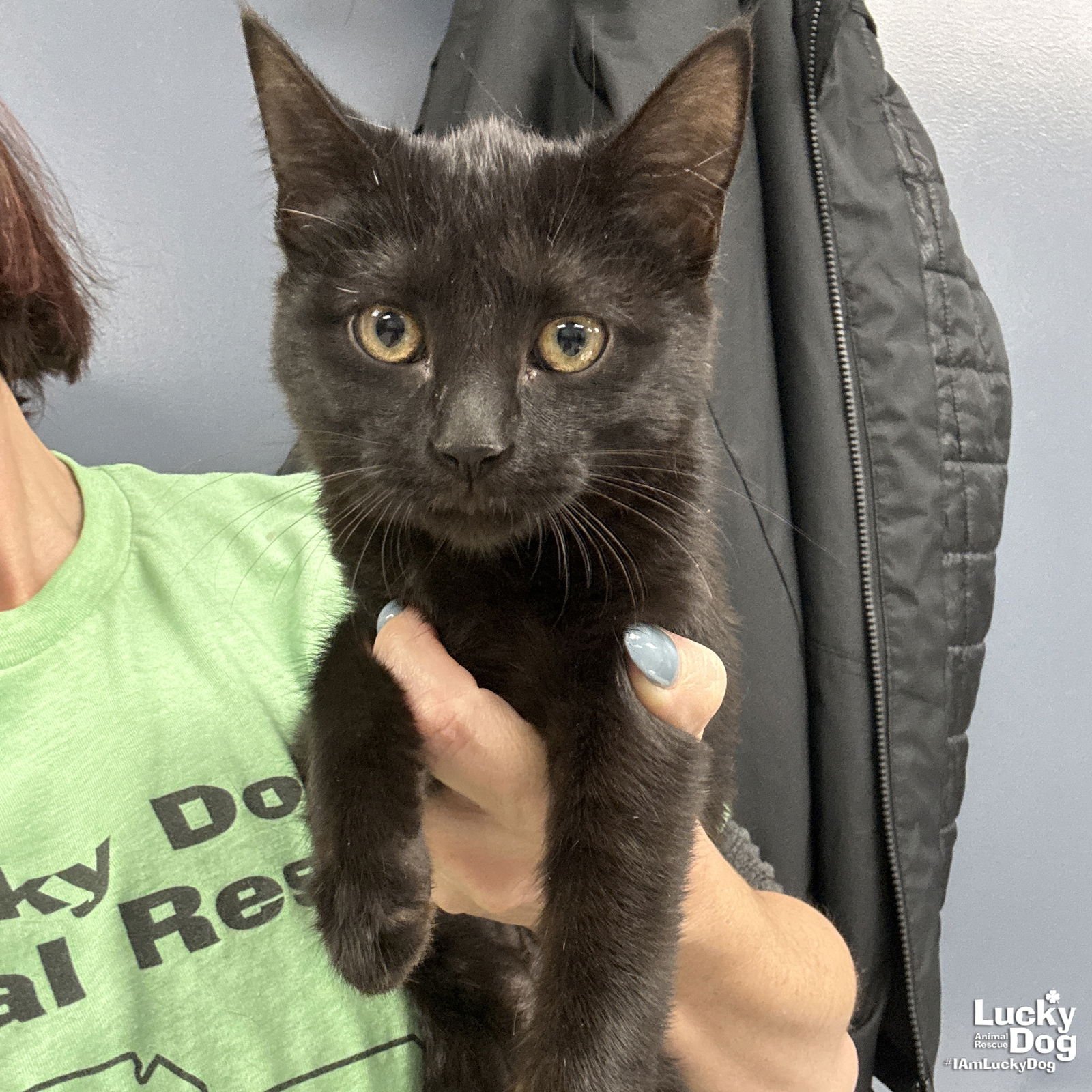 FLOSSIE - Domestic Short Hair available for adoption