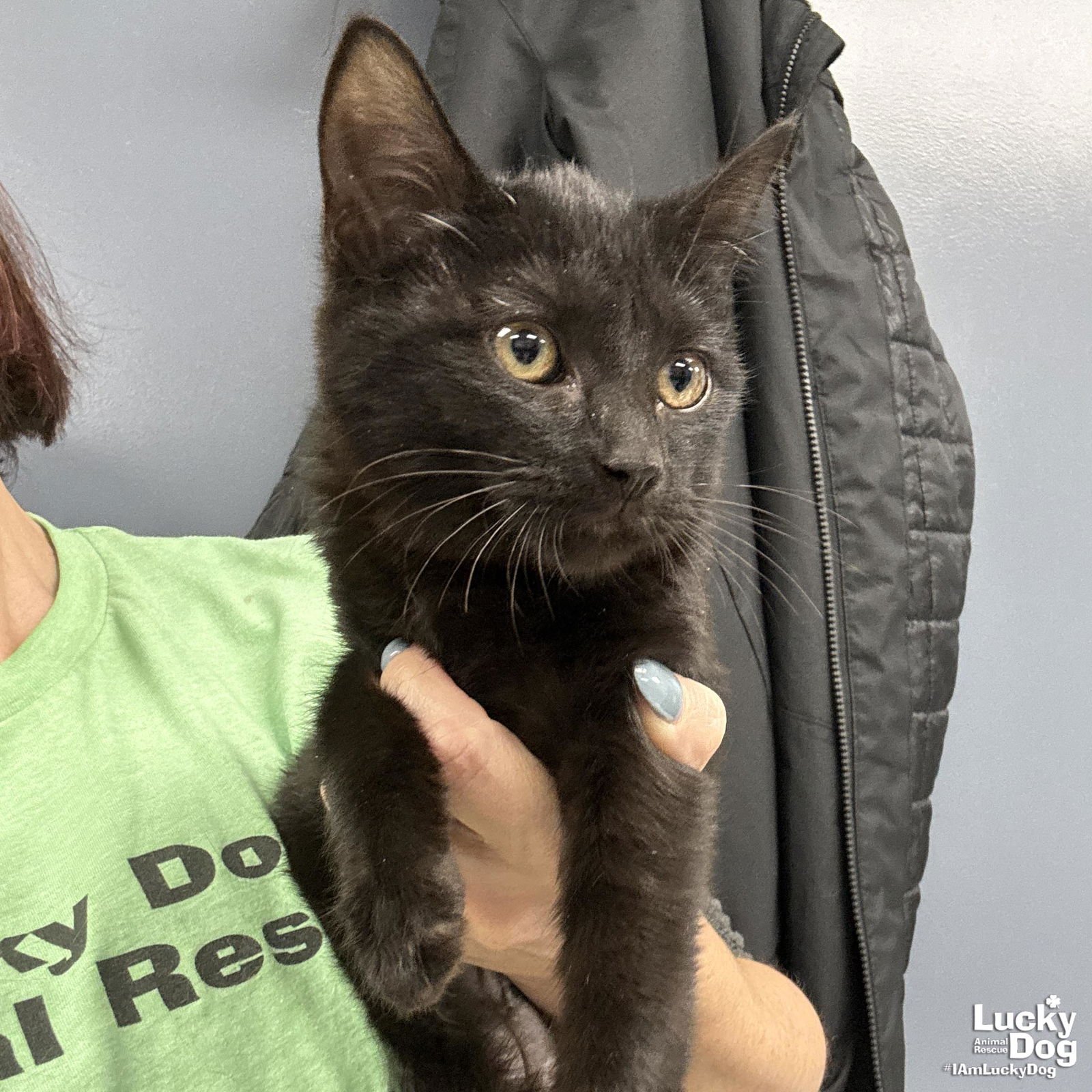 FLOSSIE - Domestic Short Hair available for adoption