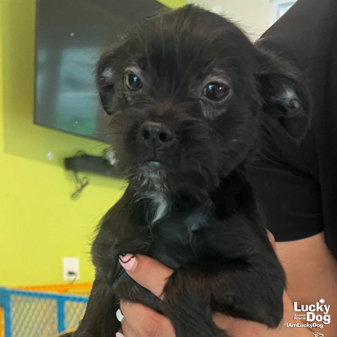 MATTEO - Chihuahua available for adoption