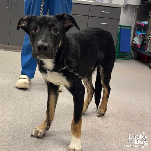 FIDO - Australian Shepherd / Shepherd available for adoption