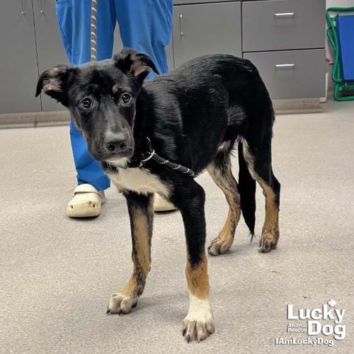 FIDO - Australian Shepherd / Shepherd available for adoption