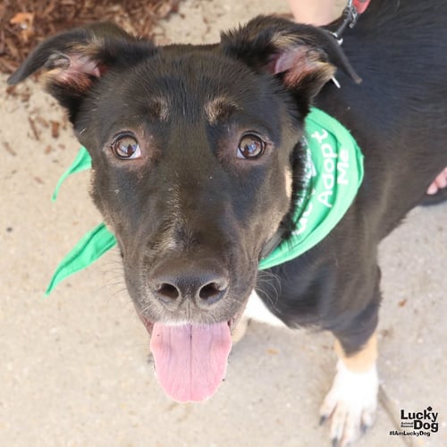 FIDO - Australian Shepherd / Shepherd available for adoption