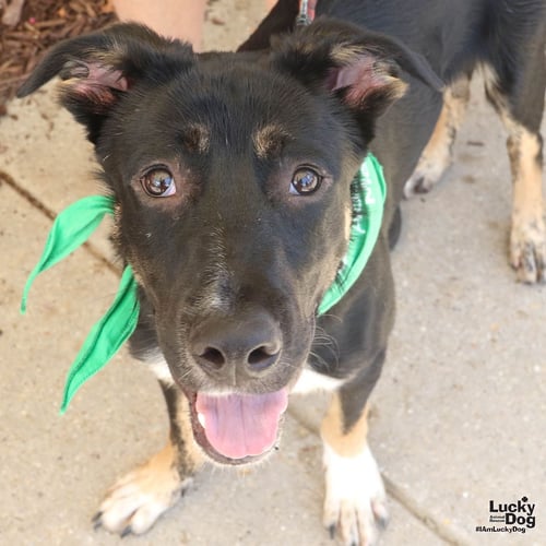 FIDO - Australian Shepherd / Shepherd available for adoption
