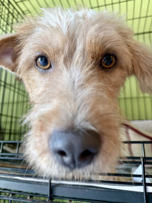DULCE - Wirehaired Fox Terrier available for adoption