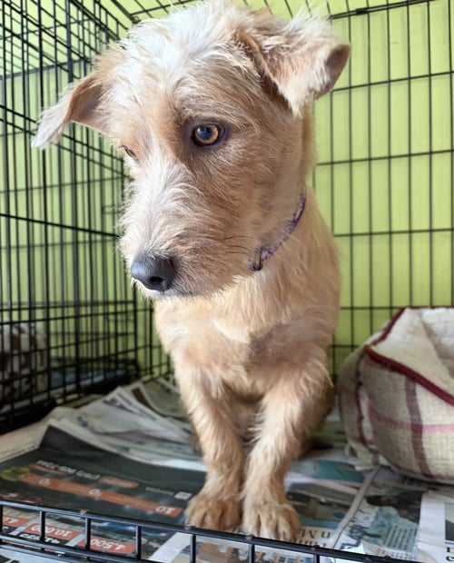 DULCE - Wirehaired Fox Terrier available for adoption
