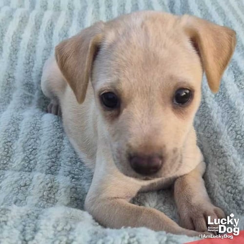 NAYRA - Labrador Retriever available for adoption