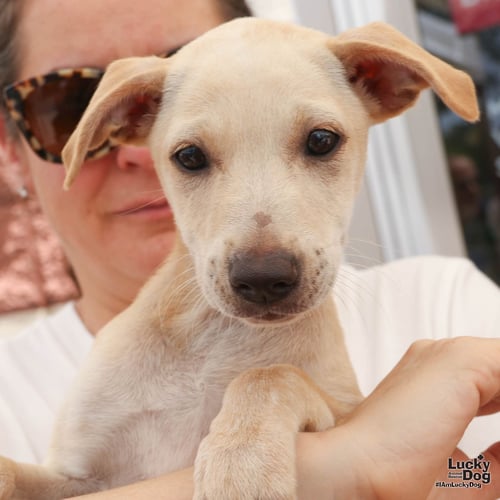 NAYRA - Labrador Retriever available for adoption