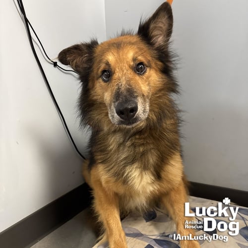 GUMDROP - Shetland Sheepdog Sheltie available for adoption
