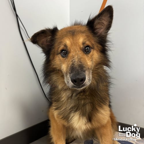 GUMDROP - Shetland Sheepdog Sheltie available for adoption