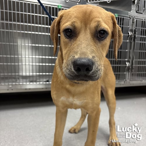 TEX - Labrador Retriever available for adoption