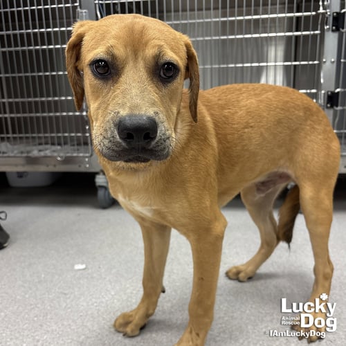 TEX - Labrador Retriever available for adoption