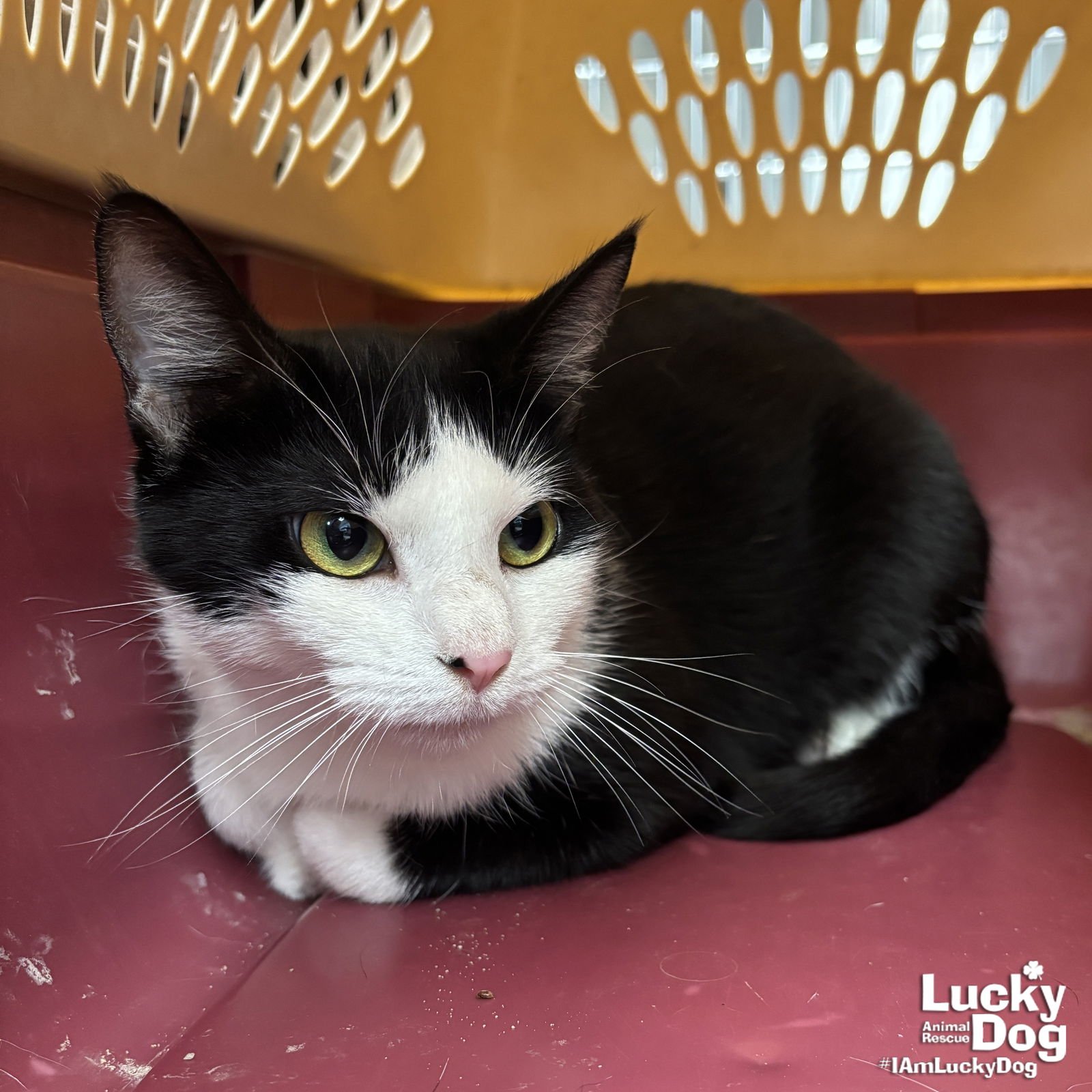 JENNIFER - Domestic Short Hair available for adoption