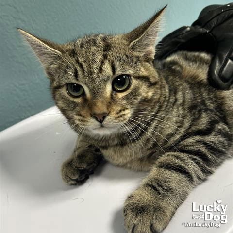 TIGER - Domestic Short Hair available for adoption