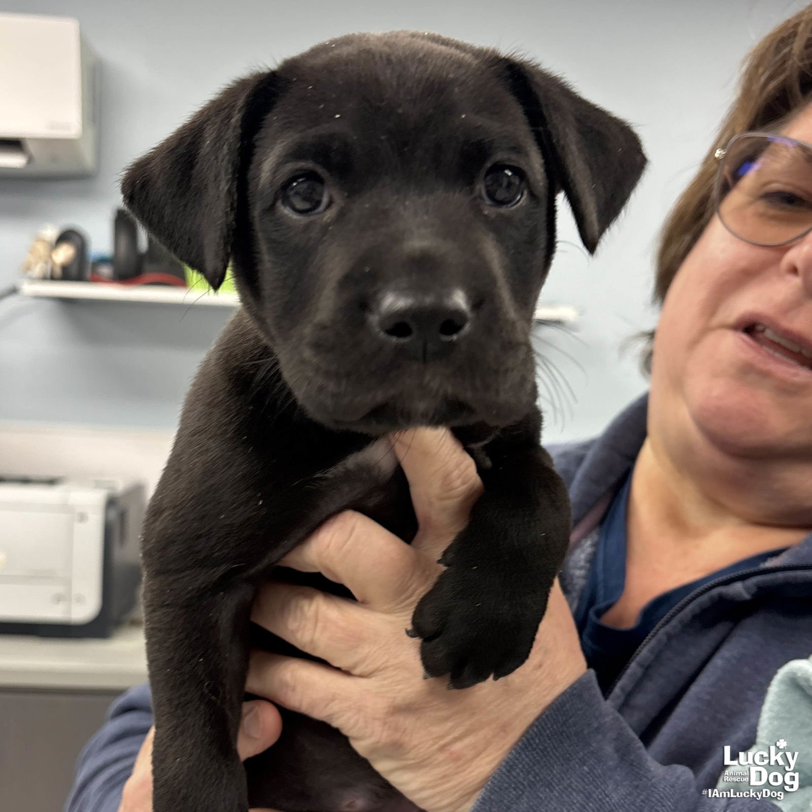 ASHER - Labrador Retriever / Retriever available for adoption