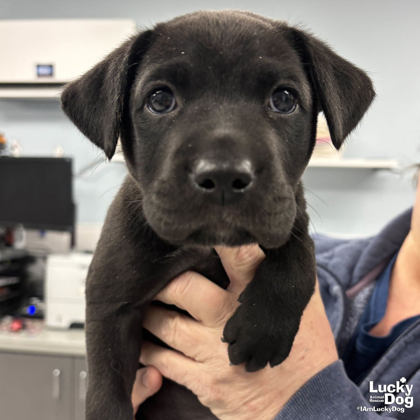 ASHER - Labrador Retriever / Retriever available for adoption