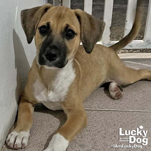 DORA - Labrador Retriever available for adoption