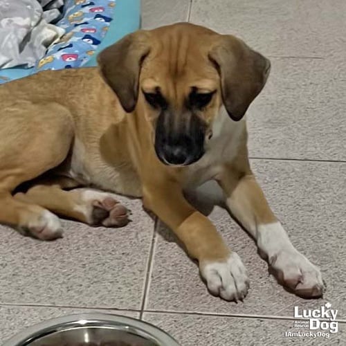 DORA - Labrador Retriever available for adoption