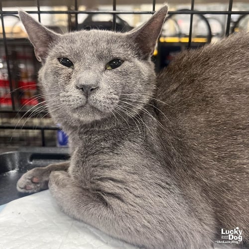 RIGATONI - Domestic Short Hair available for adoption