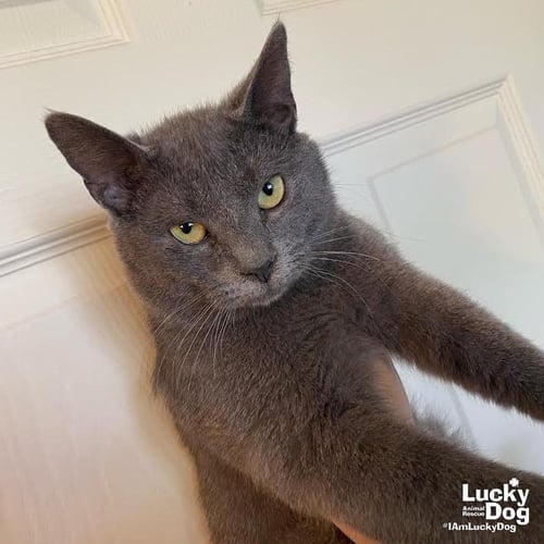 RIGATONI - Domestic Short Hair available for adoption
