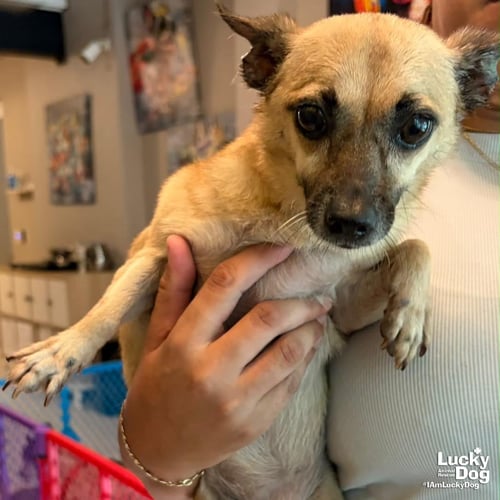 VELMA - Chihuahua available for adoption